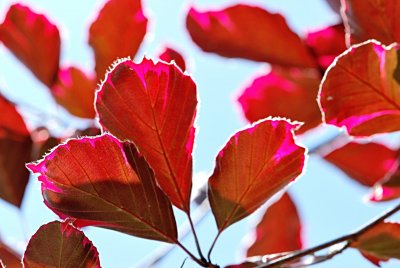 Fagus sylvatica 'Roseomarginata' - buk lesní - list